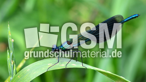 Gebänderte Prachtlibelle - Männchen (3).jpg